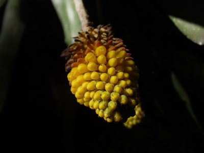 Aechmea calyculata, photographed by Carlos Henrique Russi