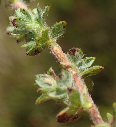 Cliffortia filicaulis, photographed by Nicola van Berkel