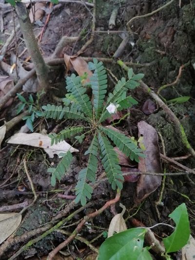 Biophytum dendroides, photographed by Erick Vélez Sánchez