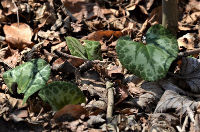 Cyclamen purpurascens, photographed by E. A.