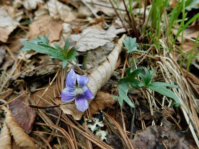 Viola subsinuata, photographed by Michael J. Papay