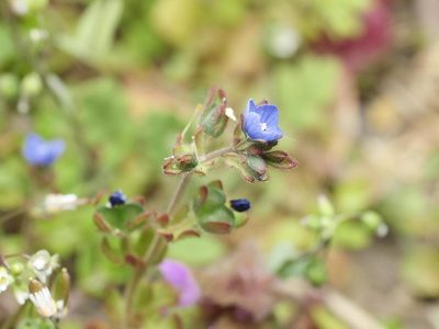 Veronica triphyllos, photographed by Alexis Tinker-Tsavalas