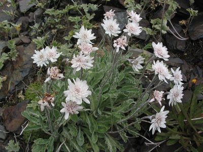 Leucheria hahnii, photographed by cstobie