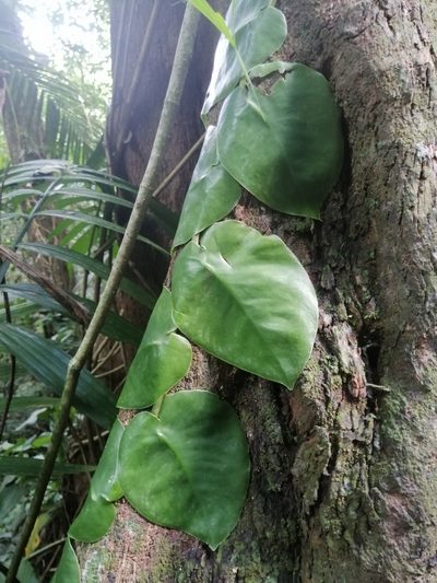 Monstera tuberculata, photographed by Erick Vélez Sánchez