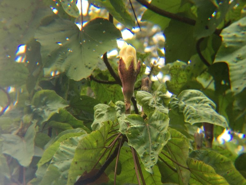 Ochroma pyramidale, photographed by Erick Vélez Sánchez