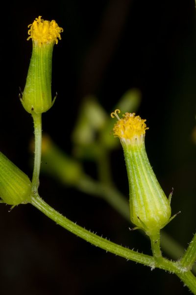 Senecio scaberulus, photographed by Peter de Lange