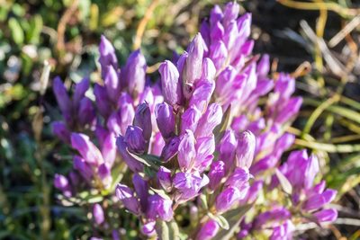Gentianella propinqua, photographed by Dan Harville