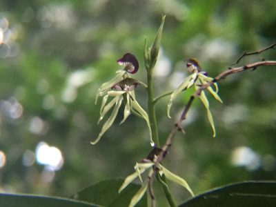 Prosthechea cochleata, photographed by Erick Vélez Sánchez