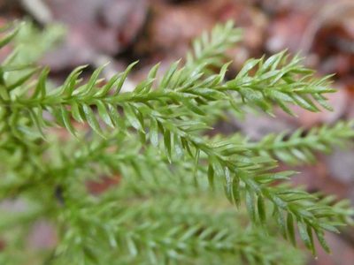 Dendrolycopodium dendroideum, photographed by Bruce Cook