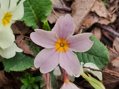 Primula heterochroma, photographed by Mohammad Sohrabi
