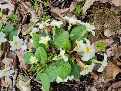 Primula heterochroma, photographed by Mohammad Sohrabi