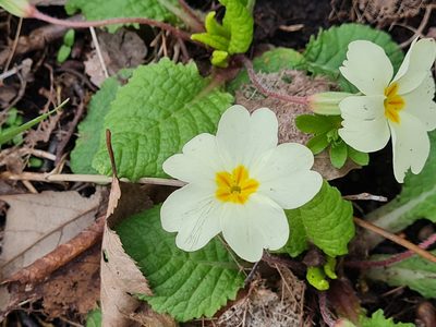 Primula heterochroma, photographed by Mohammad Sohrabi