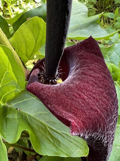 Arum palaestinum, photographed by Mark Wagner
