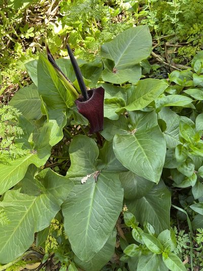 Arum palaestinum, photographed by Mark Wagner