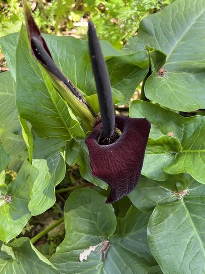 Arum palaestinum, photographed by Mark Wagner
