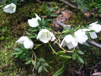 Luzuriaga marginata, photographed by cstobie