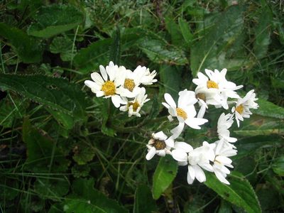Senecio smithii, photographed by cstobie