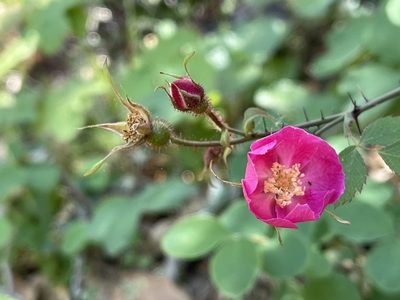 Rosa spithamea, photographed by Dee Shea Himes