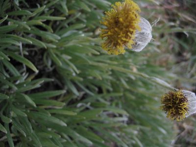 Senecio magellanicus, photographed by cstobie