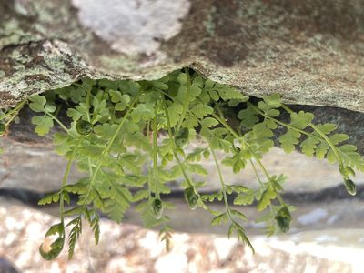 Woodsia obtusa, photographed by Stephanie Dolrenry