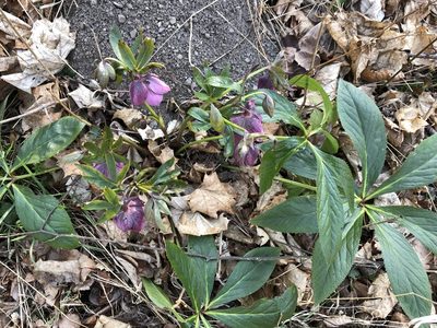 Helleborus orientalis, photographed by Pavel Kacl