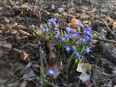 Scilla luciliae, photographed by Pavel Kacl