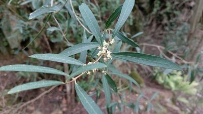 Phillyrea angustifolia, photographed by Elizabete Marchante