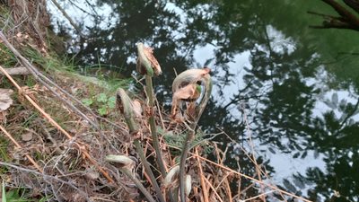Osmunda regalis, photographed by Elizabete Marchante
