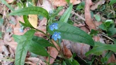 Omphalodes nitida, photographed by Elizabete Marchante