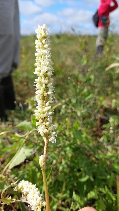 Persicaria acuminata, photographed by Tomás Tamagno