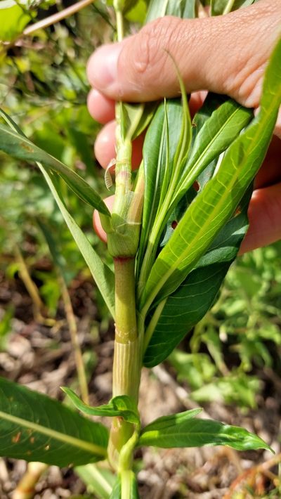 Persicaria acuminata, photographed by Tomás Tamagno