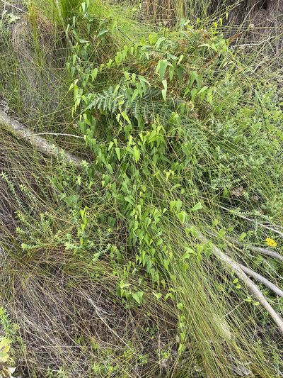 Dioscorea burchellii, photographed by Dave U