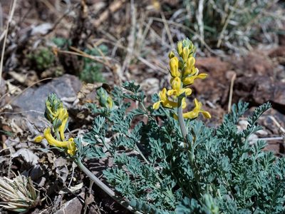 Corydalis aurea, photographed by Andrew Tree
