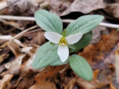 Trillium nivale, photographed by Elias