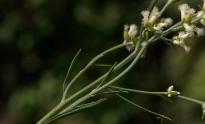 Baccharis spicata, photographed by RAP
