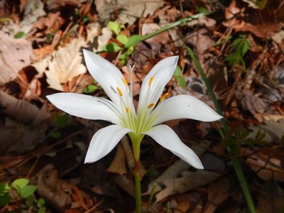 Zephyranthes atamasco, photographed by Ryan Watson