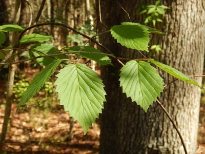 Viburnum recognitum, photographed by Ryan Watson