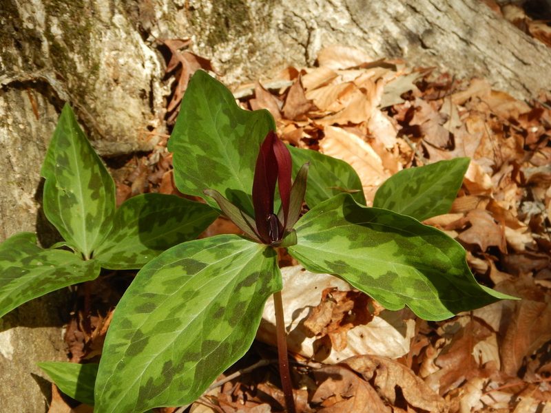 Trillium maculatum, photographed by Ryan Watson