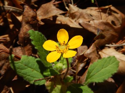 Chrysogonum repens, photographed by Ryan Watson