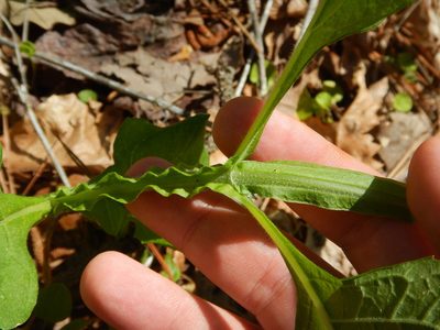 Verbesina occidentalis, photographed by Ryan Watson
