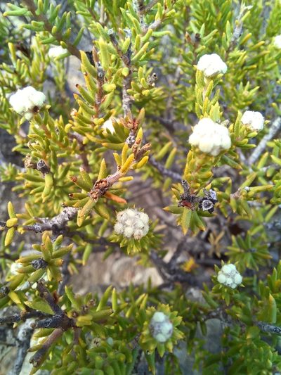 Phylica rogersii, photographed by Danie Palm