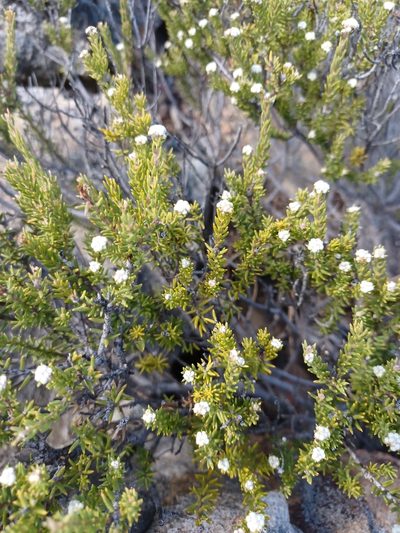 Phylica rogersii, photographed by Danie Palm
