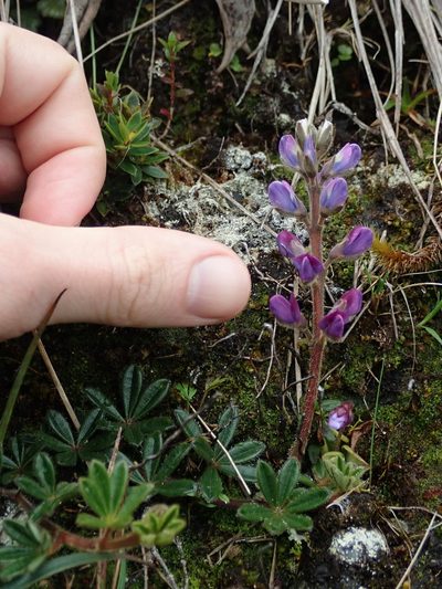 Lupinus tauris, photographed by Nolan Exe