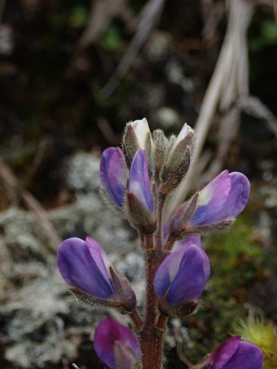 Lupinus tauris, photographed by Nolan Exe