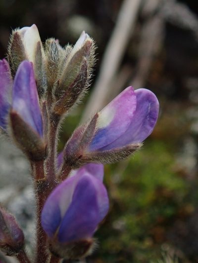 Lupinus tauris, photographed by Nolan Exe
