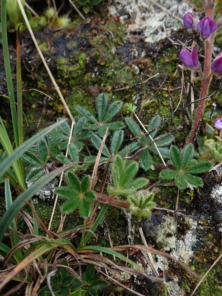 Lupinus tauris, photographed by Nolan Exe
