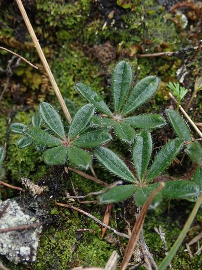 Lupinus tauris, photographed by Nolan Exe