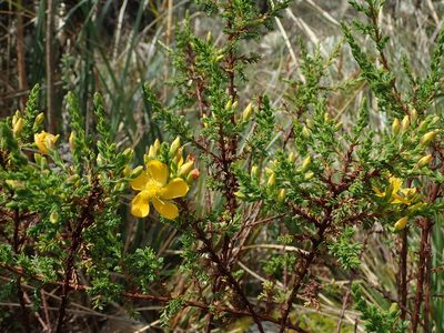 Hypericum laricifolium, photographed by Nolan Exe