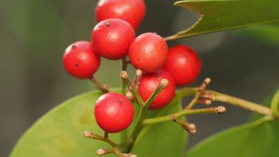 Nandina domestica, photographed by Adam Kranz