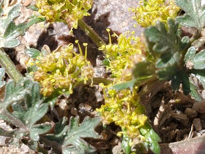 Cymopterus glomeratus, photographed by Craig Martin